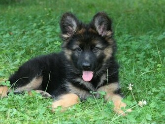 German Shepherd Wallpaper