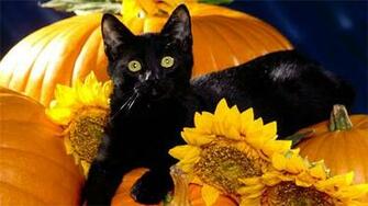 Adorable Animal Wallpaper Naldz Graphics