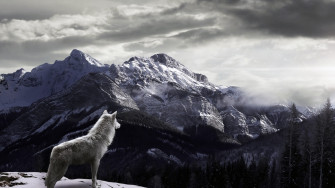 4k Wolf Wallpaper