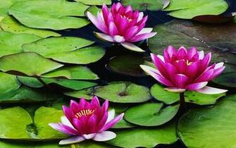 Lilies Flowers Wallpaper