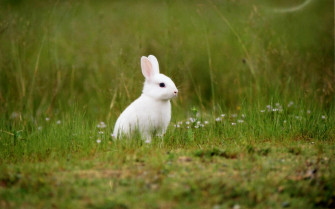 White Rabbit Wallpaper