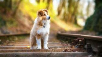 HD Wallpaper Of Cute Animals To Lighten Your Day