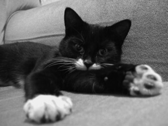 Kitten Photos Cat Wallpaper And Pictures