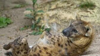 Hyena Wallpaper Jd Shx I Background