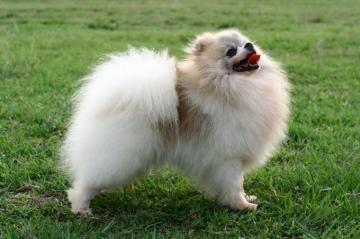 Pomeranian Dog Wallpaper Pets Cute And Docile