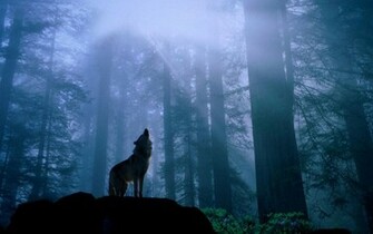 Wallpaper Wolf Pictures