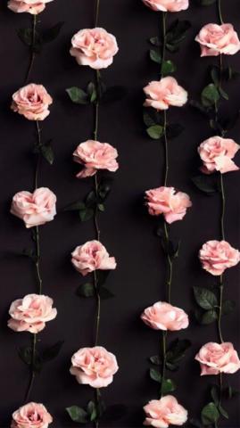 Wallpaper Flowers Photography Flower Background