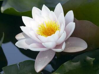 Lotus Flower