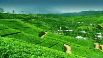 Beautiful Destination Sri Lanka Wallpaper Beyond