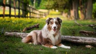Australian Shepherd Wallpaper HD X