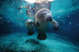 Ocen Life Under Water Sea Animal New HD Wallpaper