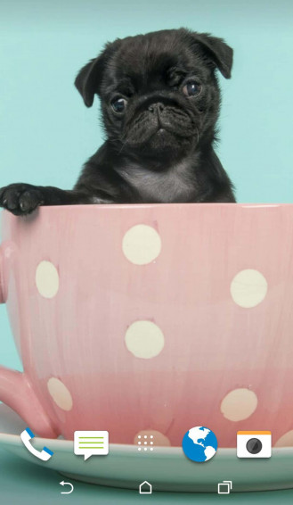 Pink Puppies Wallpaper