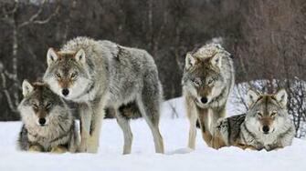Wolfpack Wallpaper