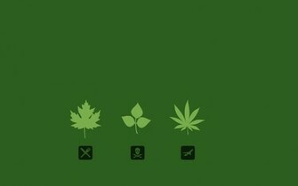 Marijuana Wallpaper