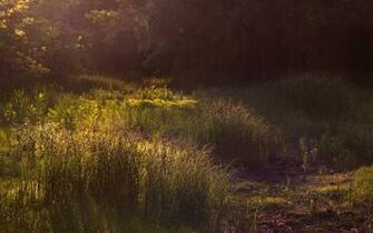 Fireflies Wallpaper