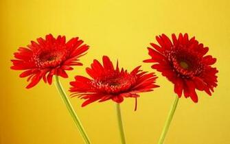 Gerbera Flowers Wallpaper Art And Home HD
