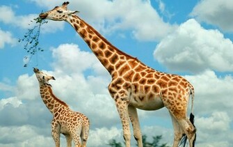 Giraffe Wallpaper For Desktop In HD