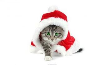 Grumpy Cat With Christmas Hat Holidays HD Wallpaper 1080p