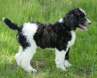 Poodle Dog Desktop Wallpaper
