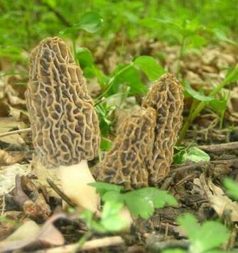 The Elusive Morel Mushroom By Badkitty06