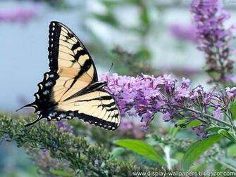 Wallpaper Butterfly Desktop HD