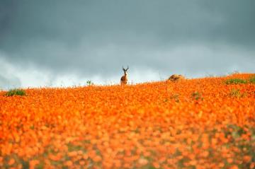 Spring Flower Pictures From Around The World Cond Nast Traveler