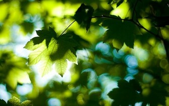Green Leaves Wallpaper