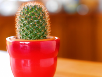Cactus Wallpaper Image Landscape Paradise