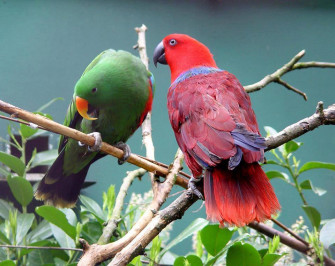 Eclectus Parrot Roratus All About Birds