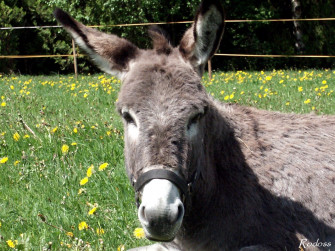 Donkey Wallpaper