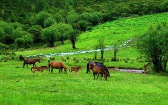Yunnan Shangri La Wallpaper