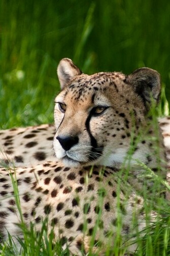 Leopard iPhone 4s Wallpaper iPad