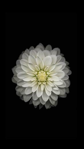 iPhone Official Wallpaper White Flowers HD