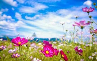 Summer Flowers Wallpaper Beautiful Desktop