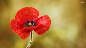 Poppy Flower Wallpaper
