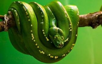 Best Slang Wallpaper Boomslang