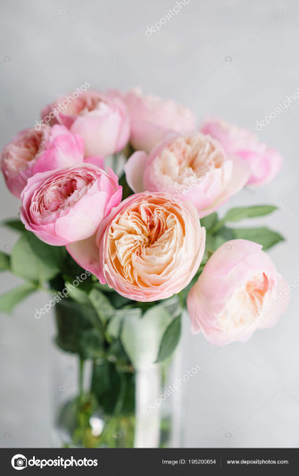 Rose Wallpaper