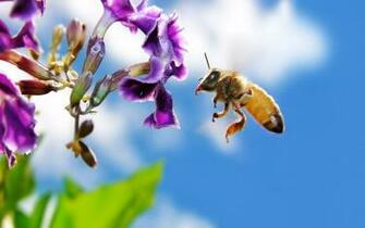 On Flower Animal Wallpaper Desktop Background For HD