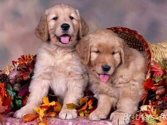 Puppy Wallpaper And Screensavers