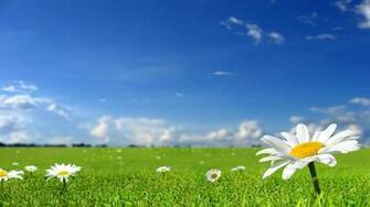 HD Flower Desktop Background Id For