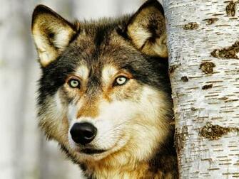 Fieggentrio Wolven