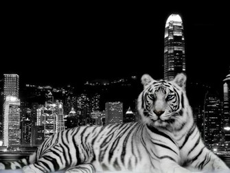 White Tiger HD Wallpaper