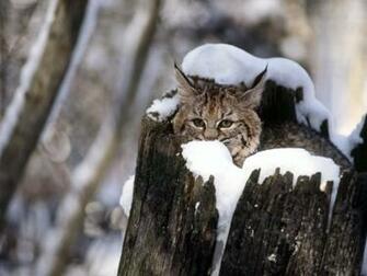 Winter Cats Wallpaper
