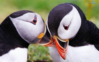 Puffin Pictures Image