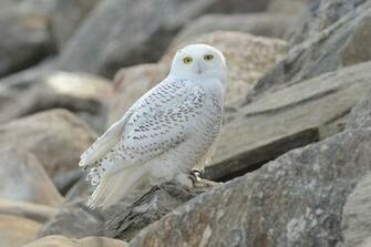 Owl Wallpaper Desktop Collection For Your