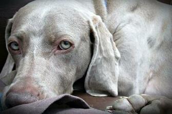 Weimaraner Wallpaper
