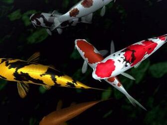 Koi Fish Desktop HD Live Wallpaper Mobile9 Johnywheels
