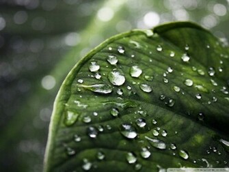 Raindrops Wallpaper