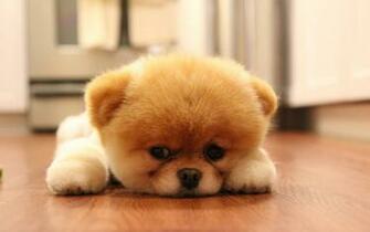 Animals Dogs Pets Pomeranian Boo Wallpaper