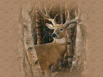 Image Gallery For Big Deer Wallpaper